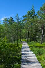 Fototapeta na wymiar Beautiful path through the woods of a marsh