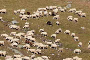 gregge di pecore in alta montagna