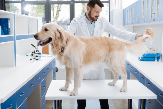 Competent Vet Checking Hair Of Big Dog