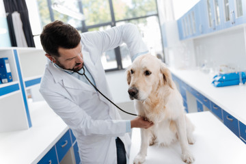 Attentive vet listening heartbeats in his patient