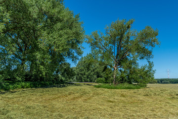 Dormagen Rheinfeld 5912