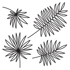 Palm leaf set on white background