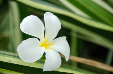 Plumeria with green background