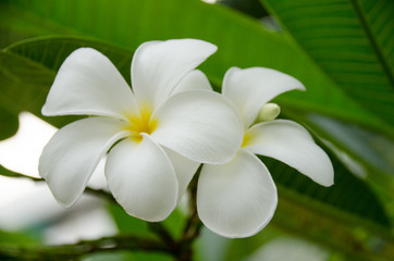 Plumeria with green background