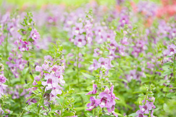 Fototapeta premium Purple flowers in garden.