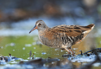 Water Rail - Rallus aquaticus