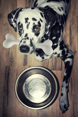 A beautiful dalmatian dog with a tasty bone in his mouth