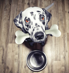 Cute dalmatian dog with a tasty bone in his mouth - obrazy, fototapety, plakaty