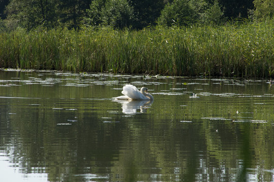 One white swan on the water