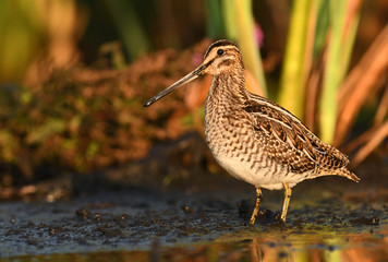Common Snipe (Gallinago gallinago)