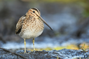 Common Snipe (Gallinago gallinago)
