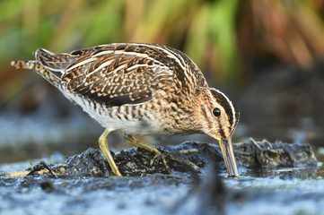 Common Snipe (Gallinago gallinago)