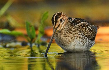 Common Snipe (Gallinago gallinago)