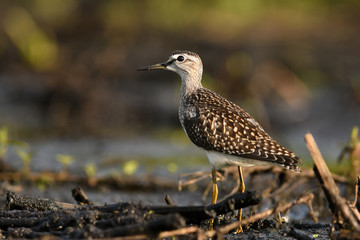 Wood sandpiper (Tringa glareola)