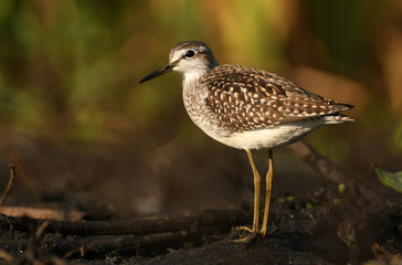 Wood sandpiper (Tringa glareola)