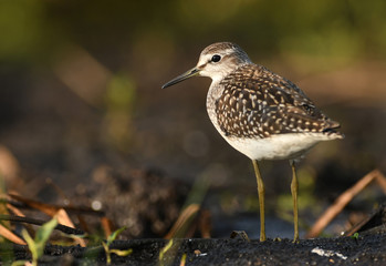 Wood sandpiper (Tringa glareola)