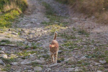 Little brown kitty on stone road