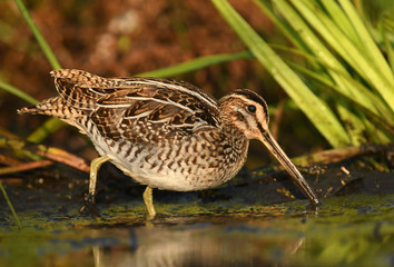 Common Snipe (Gallinago gallinago)