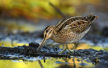 Common Snipe (Gallinago gallinago)