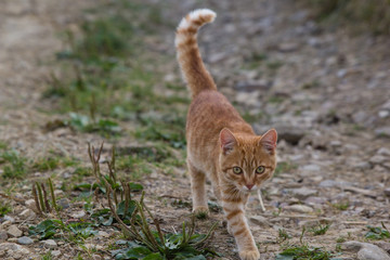 Little brown kitty on stone road