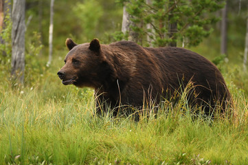 Fototapeta na wymiar Wild brown bear (Ursus arctos)