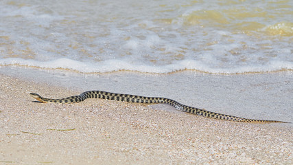 Water snake at the seashore