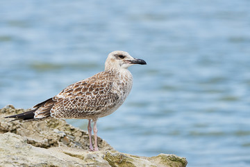 Pretty common gull