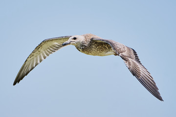 Common gull in flight