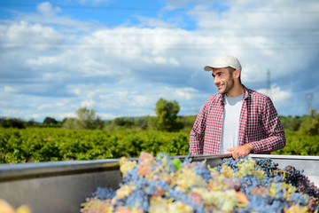 Fototapeta na wymiar handsome young man wine maker in his vineyard looking proudly at grapes harvest in tractor trailer