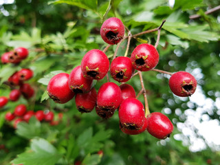 Hagenbutten am Strauch