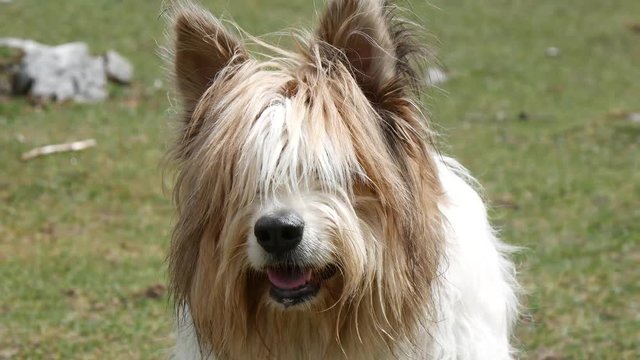Cane pastore