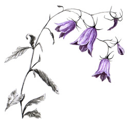 Рисунок акварель, тушь "Цветок колокольчика"