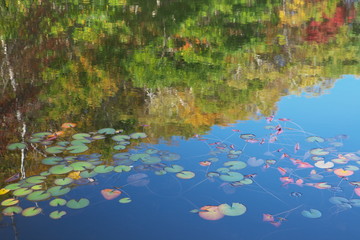 秋色の水面
