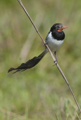  Strange tailed Tyrant