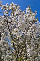 Flowering cherry tree