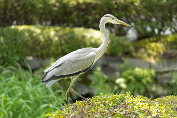 Grey Heron at Toji Temple in Kyoto