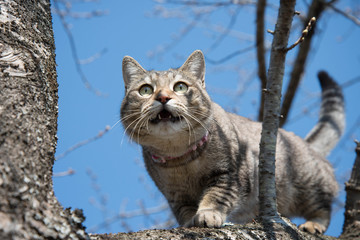 Obraz premium tmy036