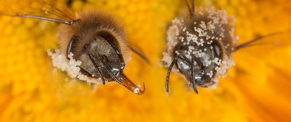 bees apis mellifera in a flower with pollen