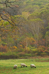 Obraz premium 高原の羊たち