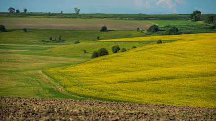 Fototapeta na wymiar Field of sunflowers and plowed land.