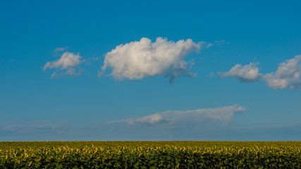 Clouds and the field of a blossoming sunflower in August