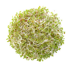 Alfalfa Sprout on white background