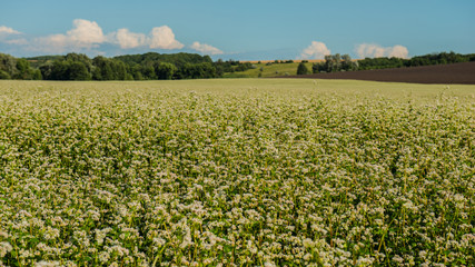 Fototapeta na wymiar field is blooming buckwheat. Landscape.