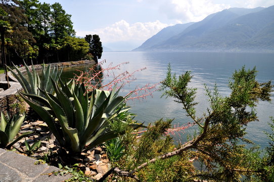 Switzerland. Botanical Garden of Brissago Lago Maggiore