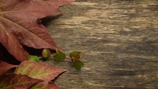 Tardor Fall Autunno Herbst Oto&ntilde;o Syksy Efter&aring;r Automne video Autumn Jesen Wideo Haust Ősz Herfst H&ouml;st Jesień
