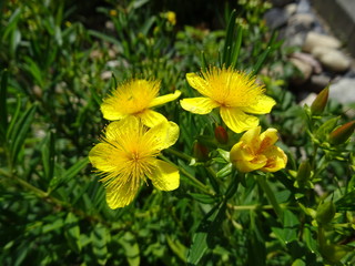 Großkelchiges Johanniskraut