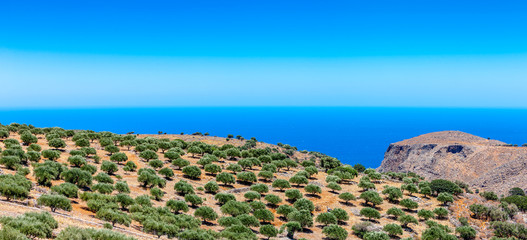 View of an olive plantation on the mountain of Crete - obrazy, fototapety, plakaty