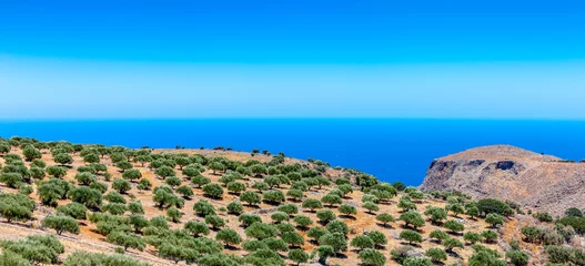Cercles muraux Olivier Vue d& 39 une oliveraie sur la montagne de Crète