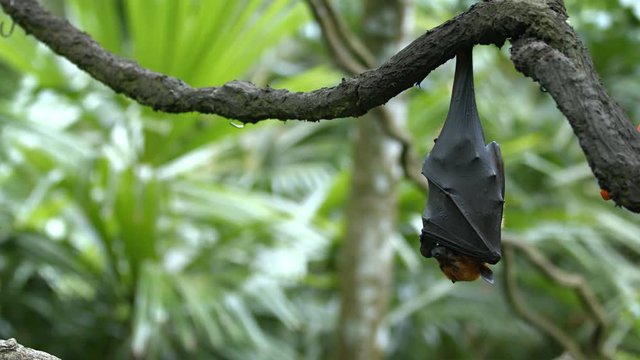 Pteropus (flying fox) on daytime rest upside down