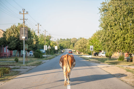 Cow walking alone on the center of a paved road in the main street of Dubovac, Serbia. The serbian countryside is one of the biggest agricutural lands of Balkans.
